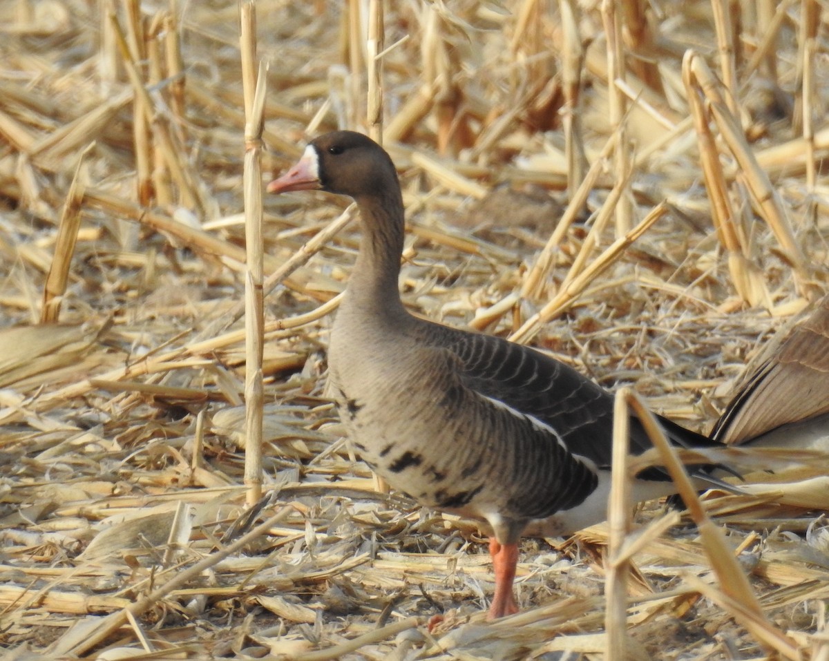 Greater White-fronted Goose - ML549853611