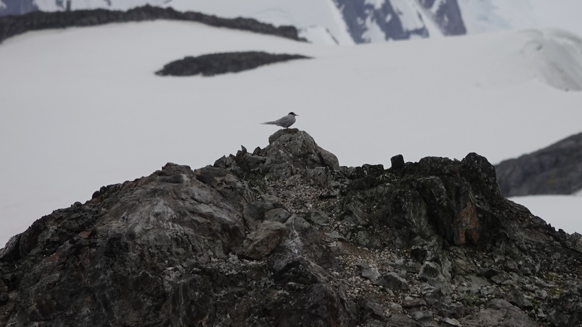 Antarctic Tern - ML549854581