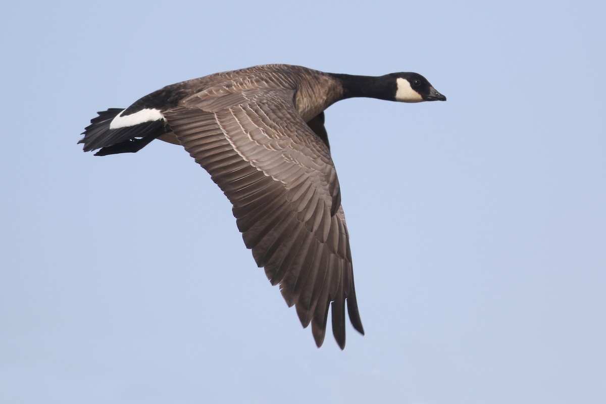 Cackling Goose - Cameron Eckert
