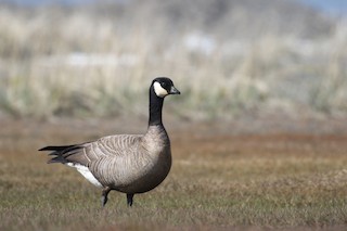 Cackling Goose, ML54985861