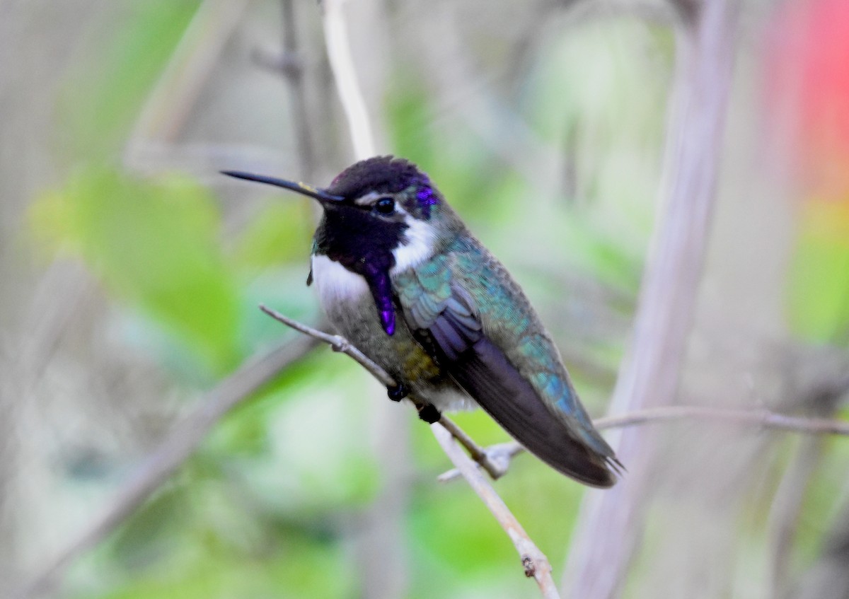 Costa's Hummingbird - ML549859931