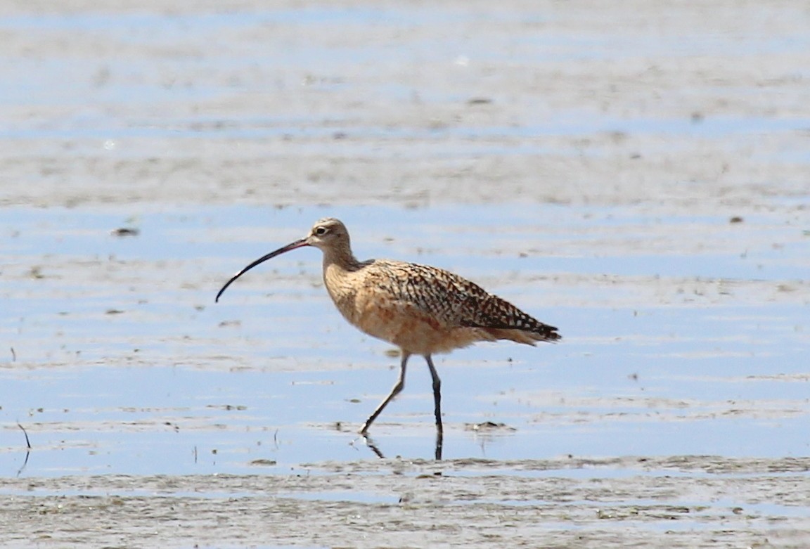 Long-billed Curlew - Mike Fung