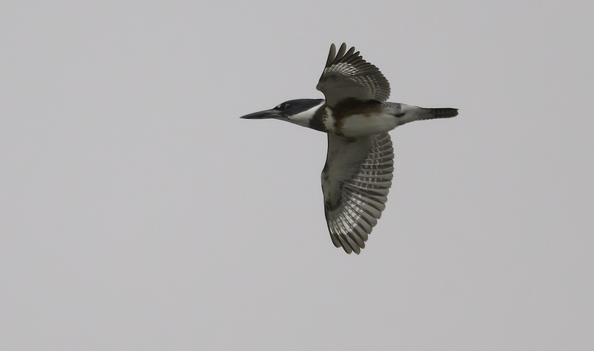 Belted Kingfisher - Charles Carlson