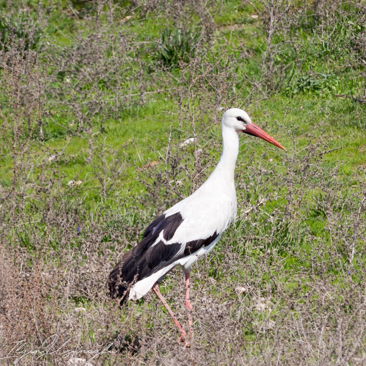 White Stork - ML549867631