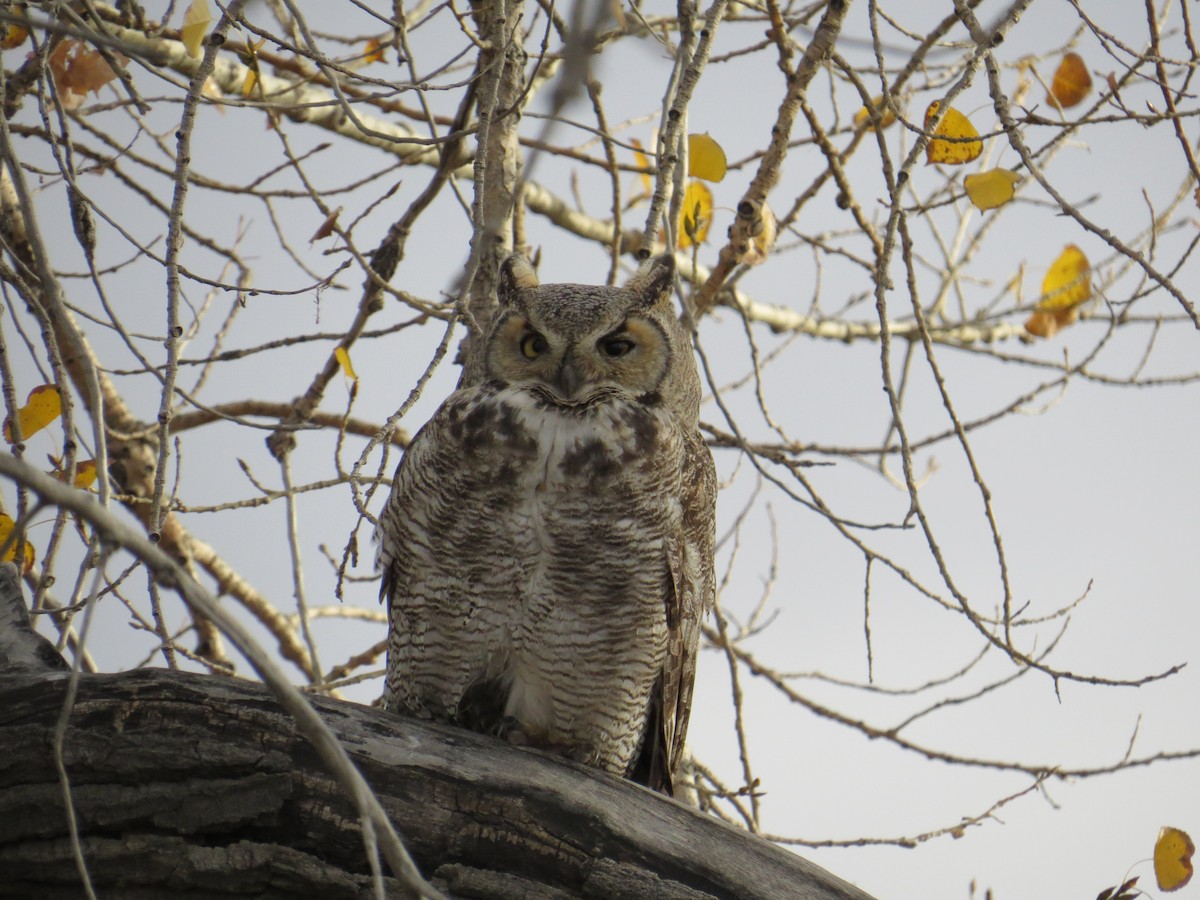 Great Horned Owl - ML54986921