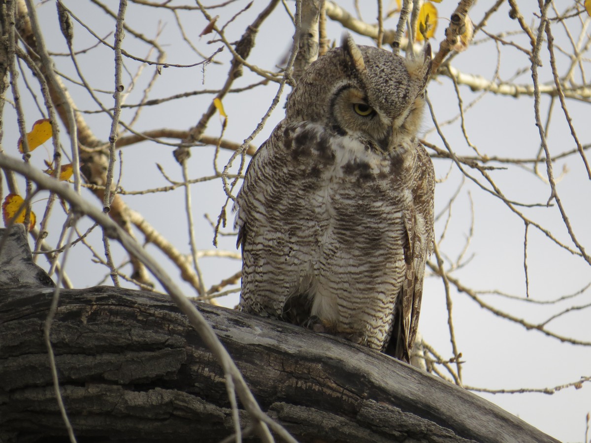 Great Horned Owl - ML54986941