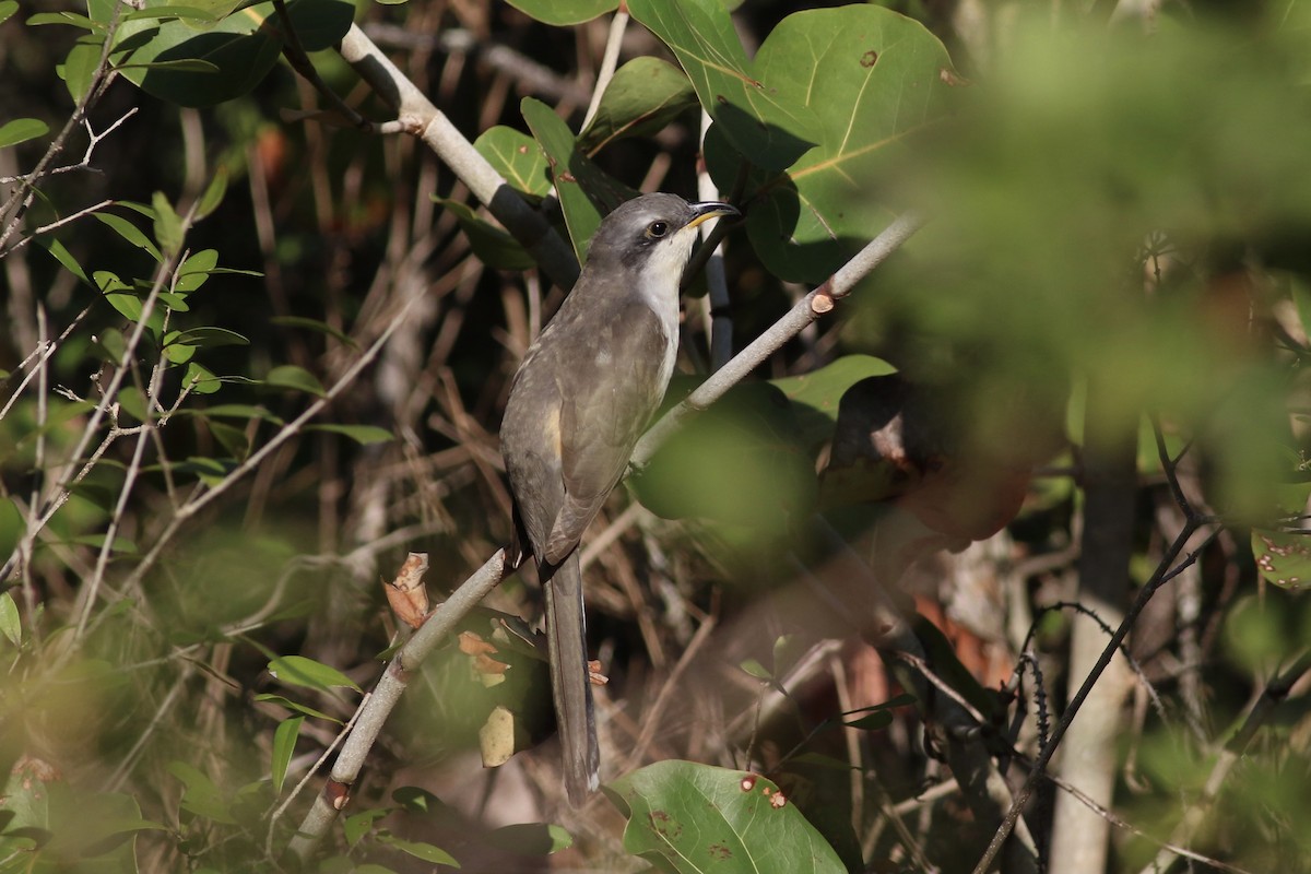 Mangrove Cuckoo - ML549872461