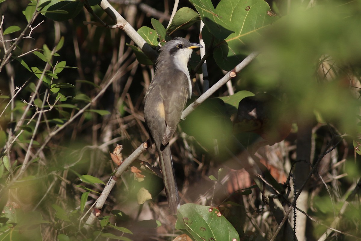 Mangrove Cuckoo - ML549872911