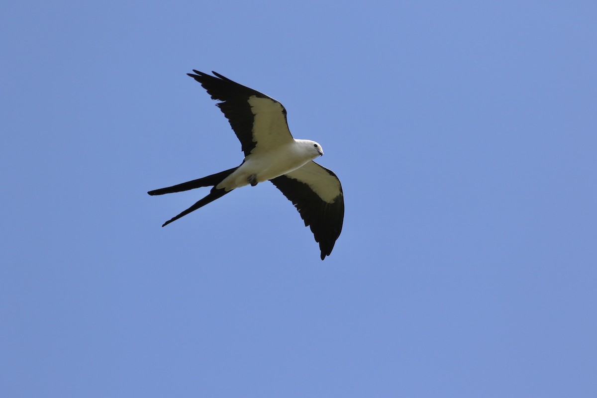 Swallow-tailed Kite - ML549874671