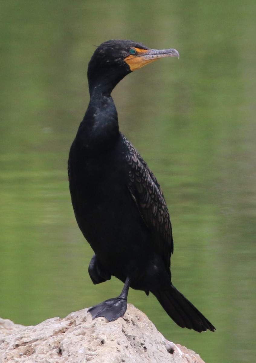 Double-crested Cormorant - Timothy Thompson