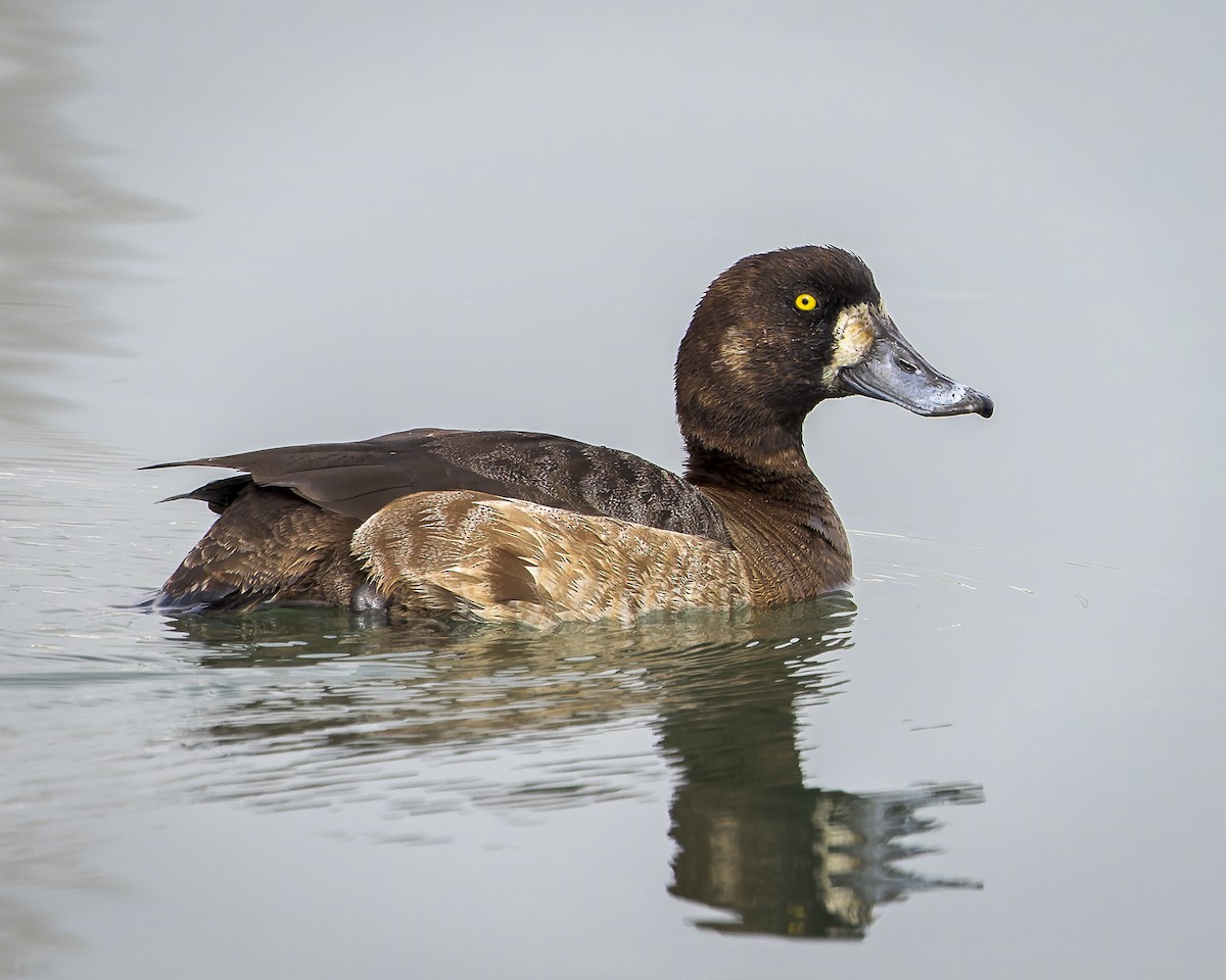 Greater Scaup - ML549877661