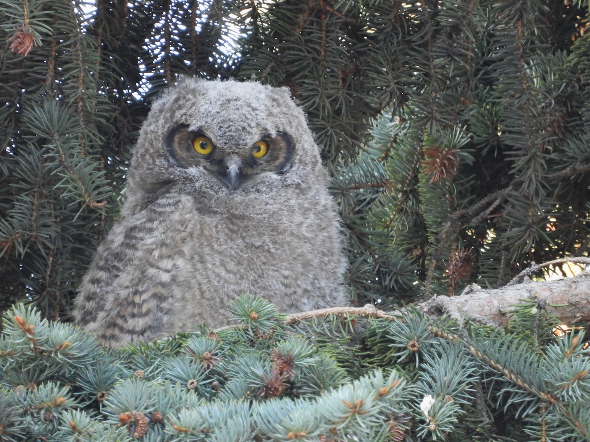 Great Horned Owl - ML549879921