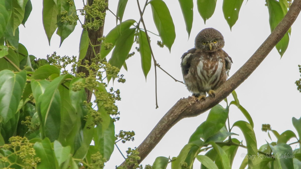 Ferruginous Pygmy-Owl - Richard Lakhan