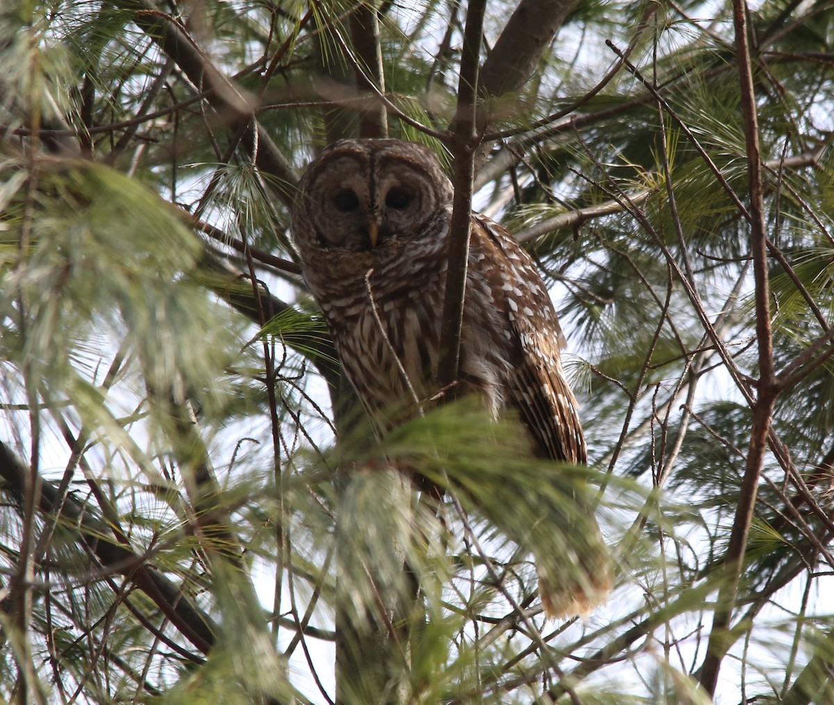 Barred Owl - ML549889281