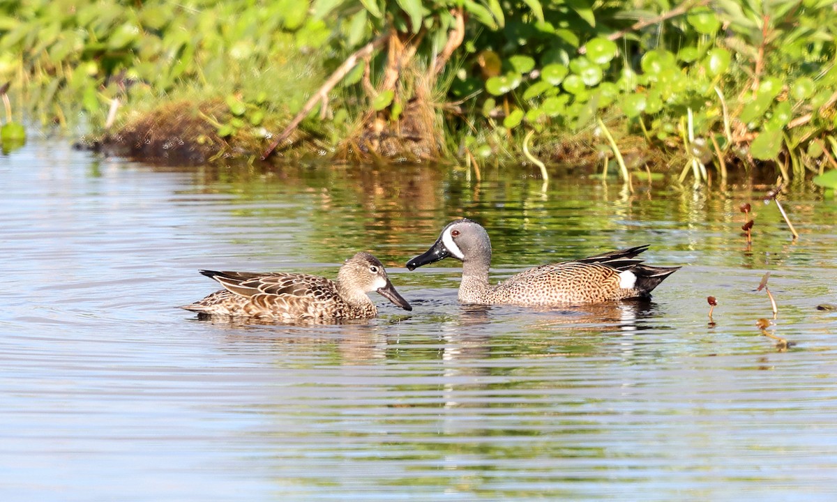 Blue-winged Teal - ML549890251