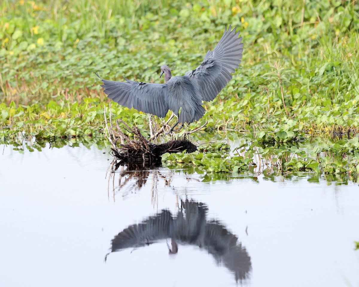 Little Blue Heron - ML549891511