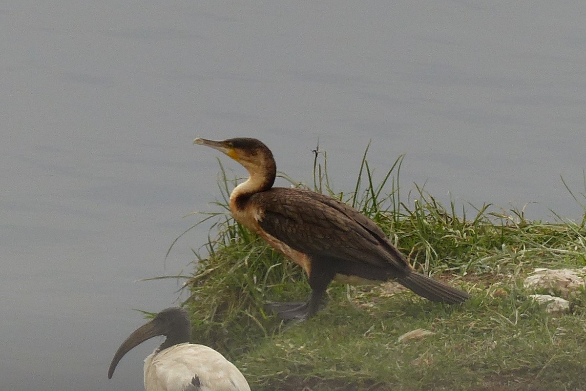 Great Cormorant (White-breasted) - ML549891691