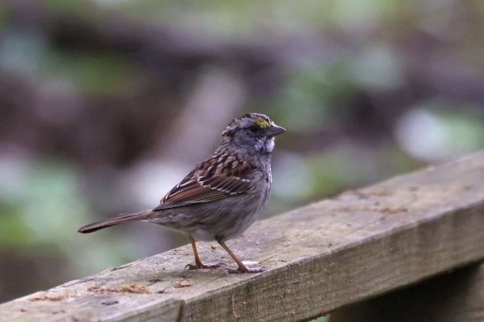 White-throated Sparrow - ML549892361