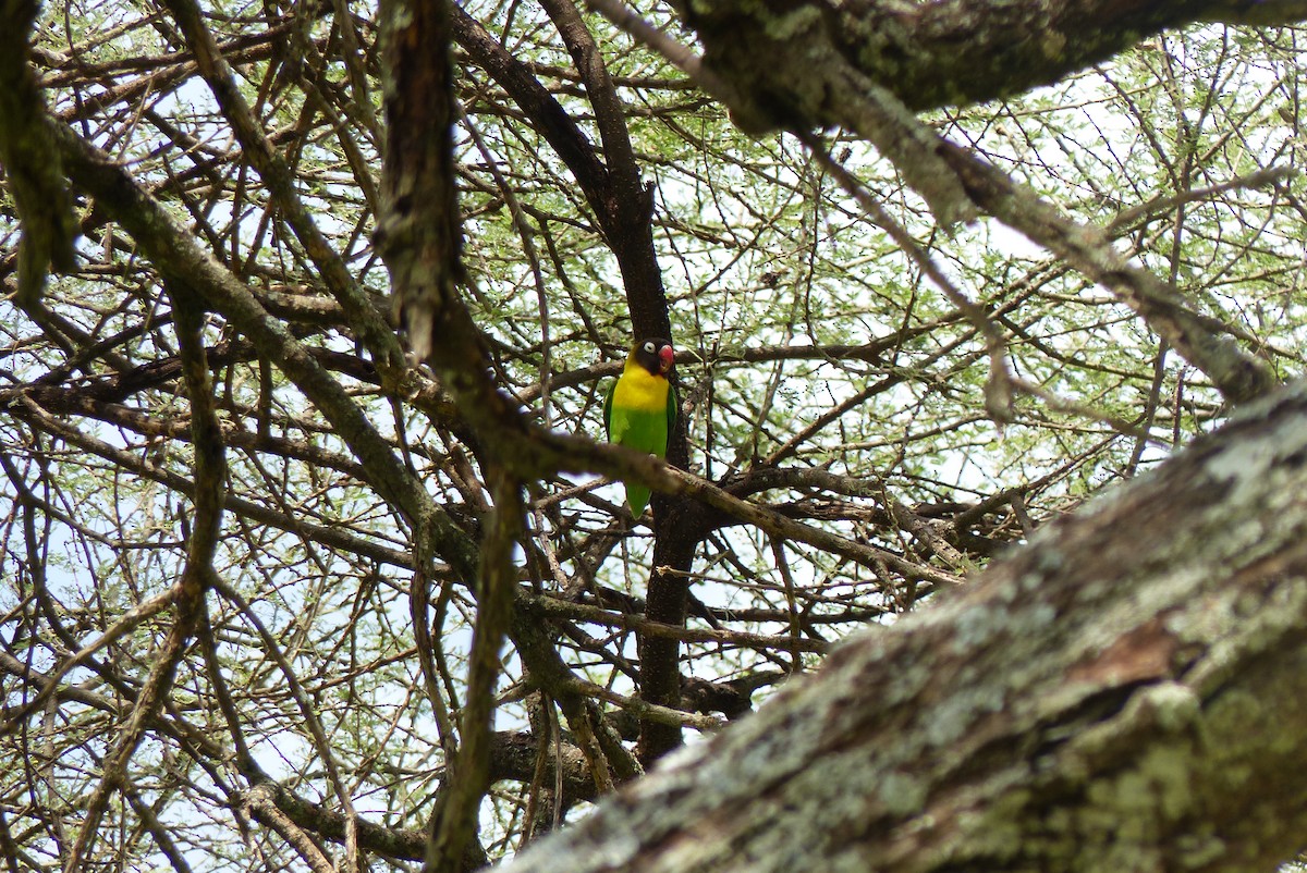Yellow-collared Lovebird - ML549892581