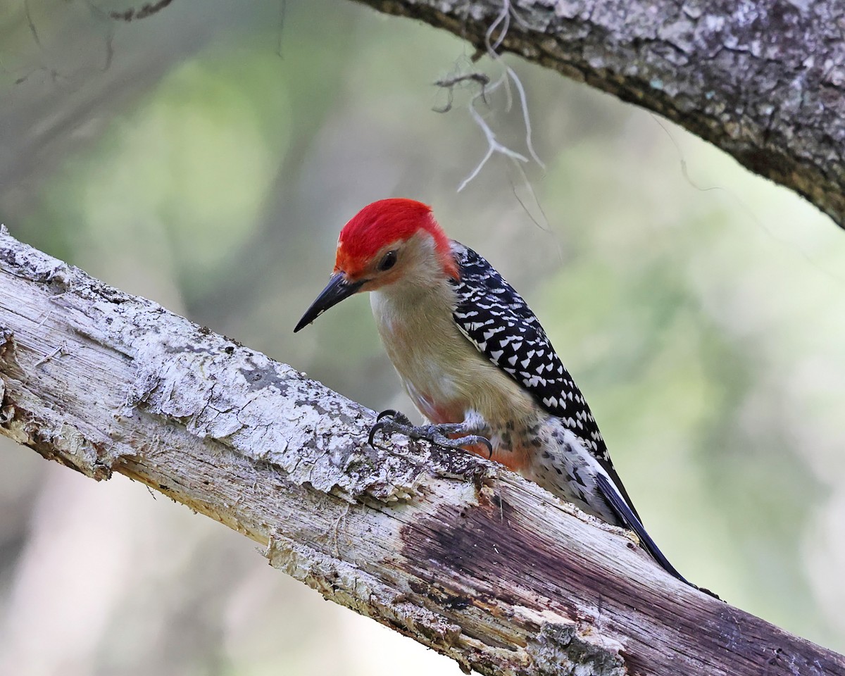 Red-bellied Woodpecker - ML549894891