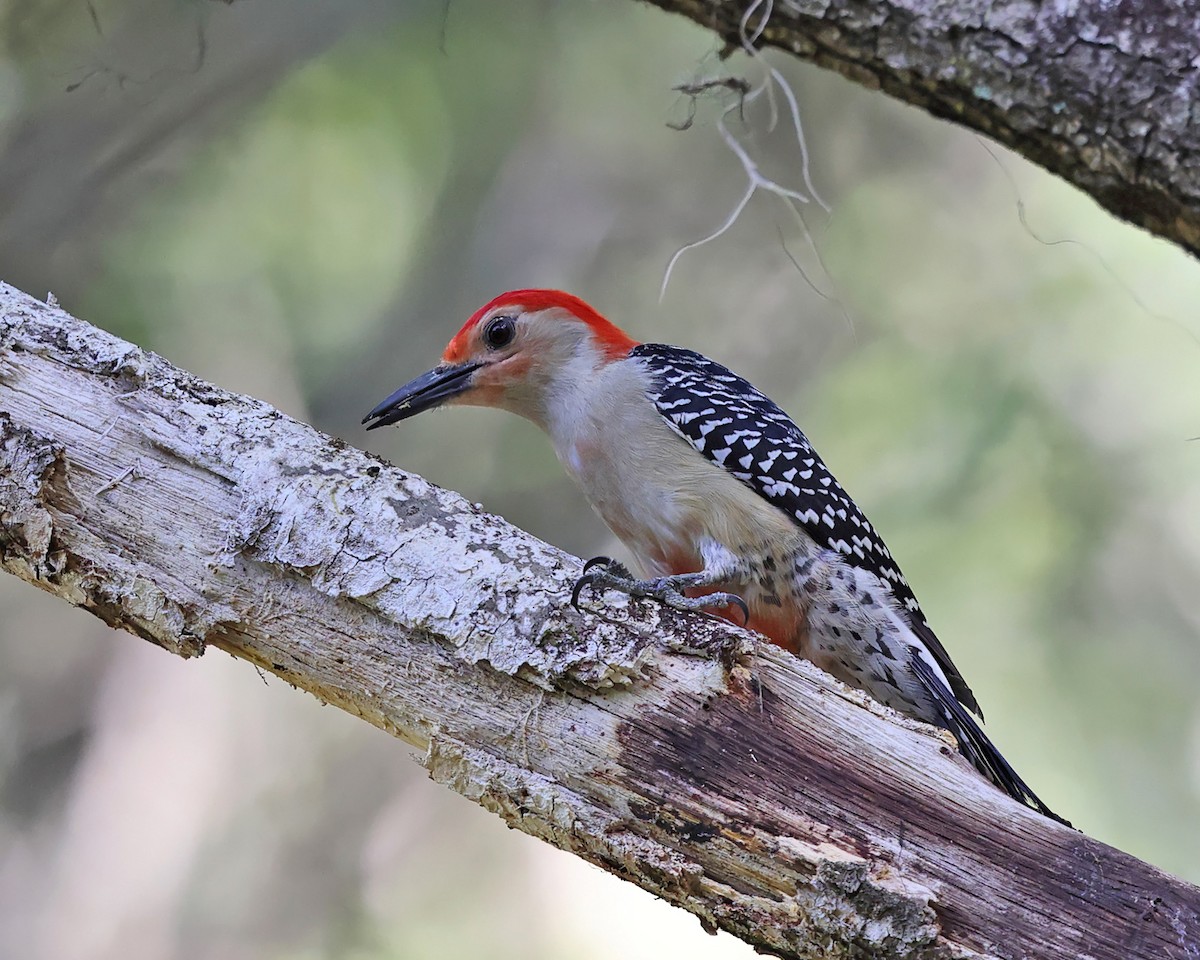 Red-bellied Woodpecker - ML549894971
