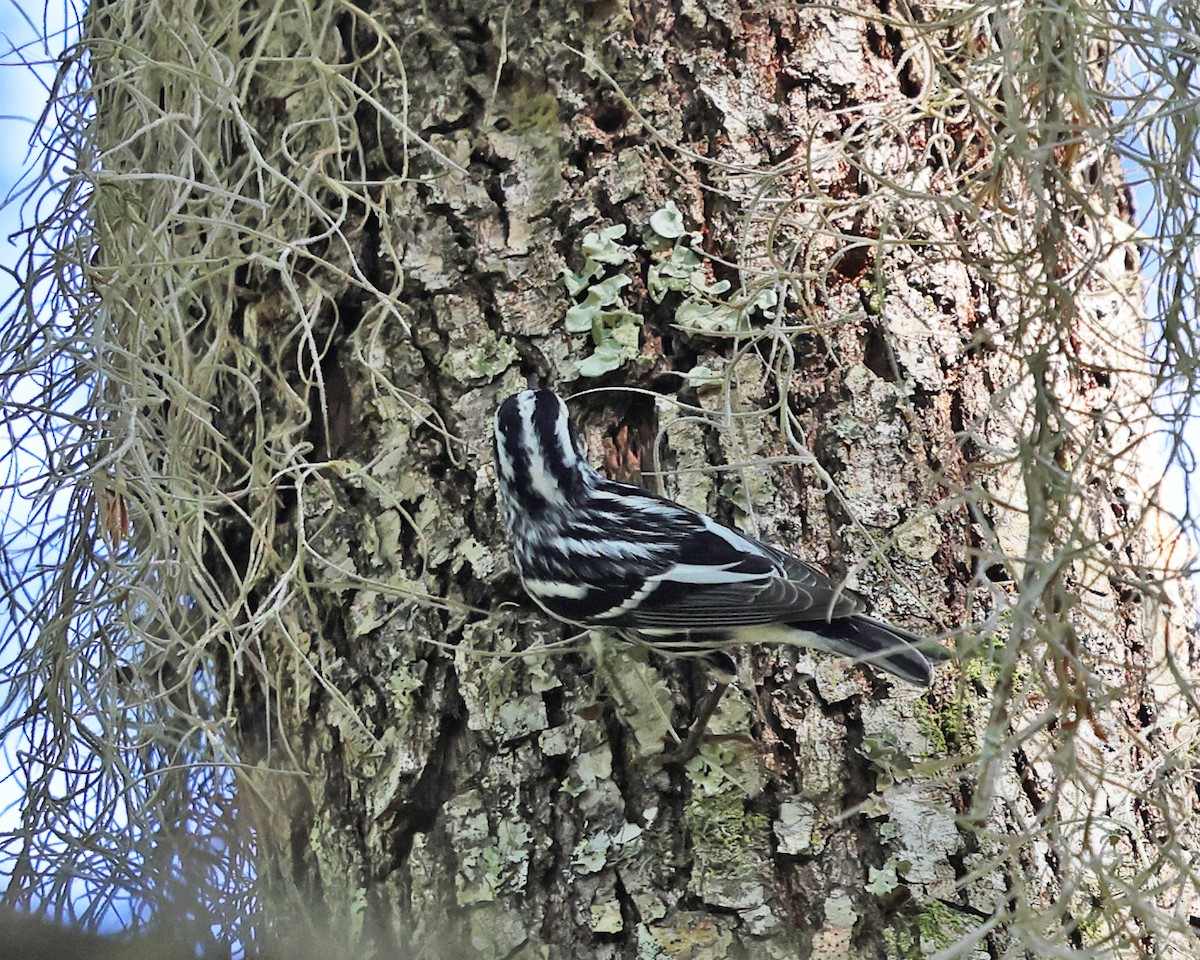 Black-and-white Warbler - ML549895341