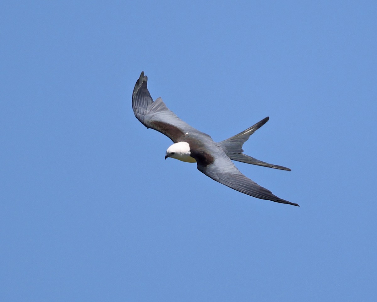 Swallow-tailed Kite - ML549895391