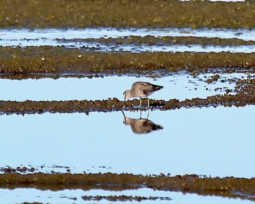 Long-billed Dowitcher - ML549896971