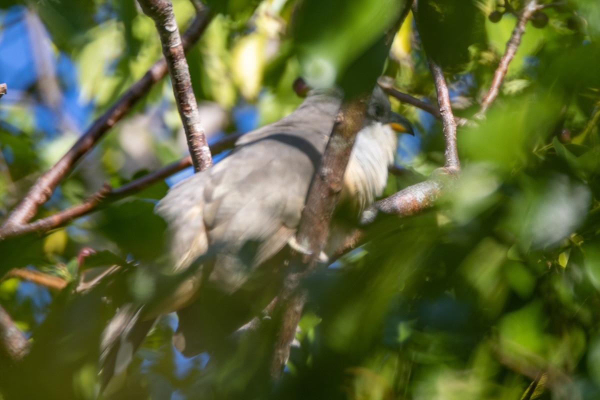 Mangrove Cuckoo - ML549898111