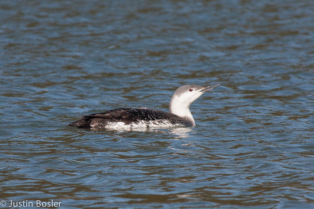 Red-throated Loon - ML549898271