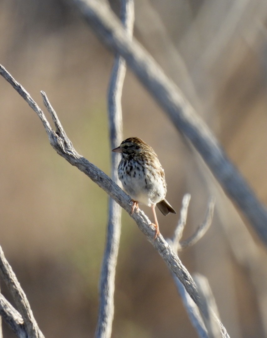 Savannah Sparrow - ML549901581