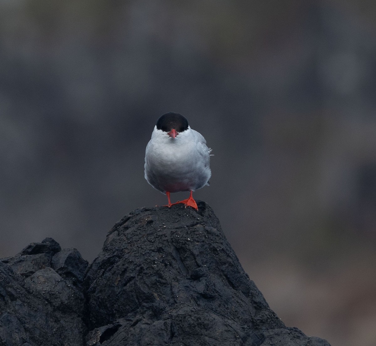 Antarctic Tern - ML549902091