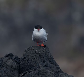 Antarctic Tern, ML549902091