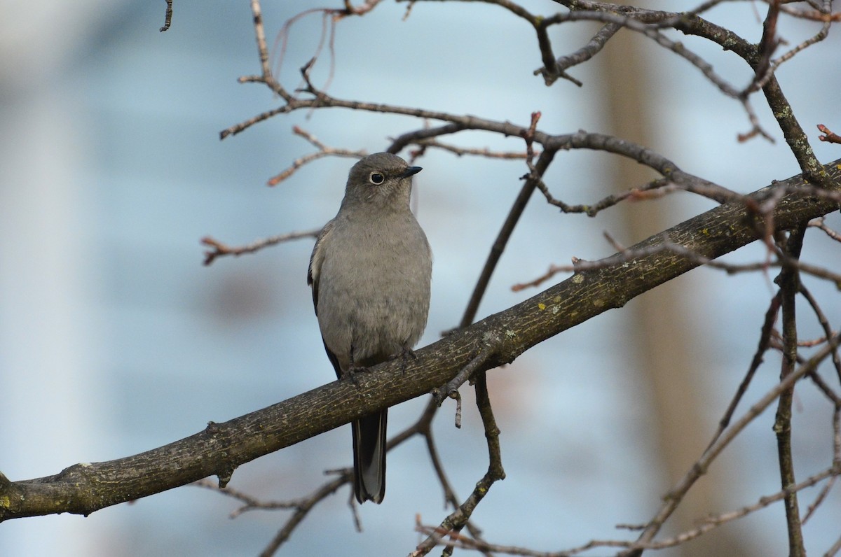 Townsend's Solitaire - ML549903331