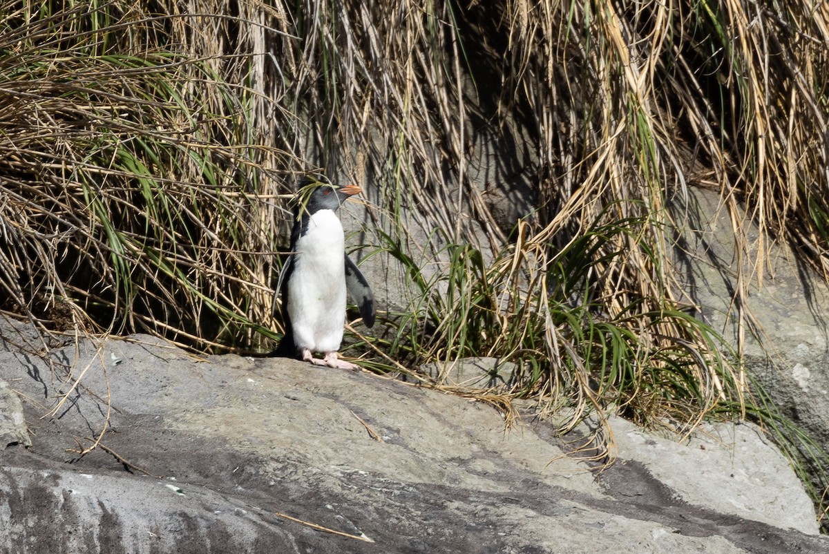 Pingüino Saltarrocas Septentrional - ML549903681