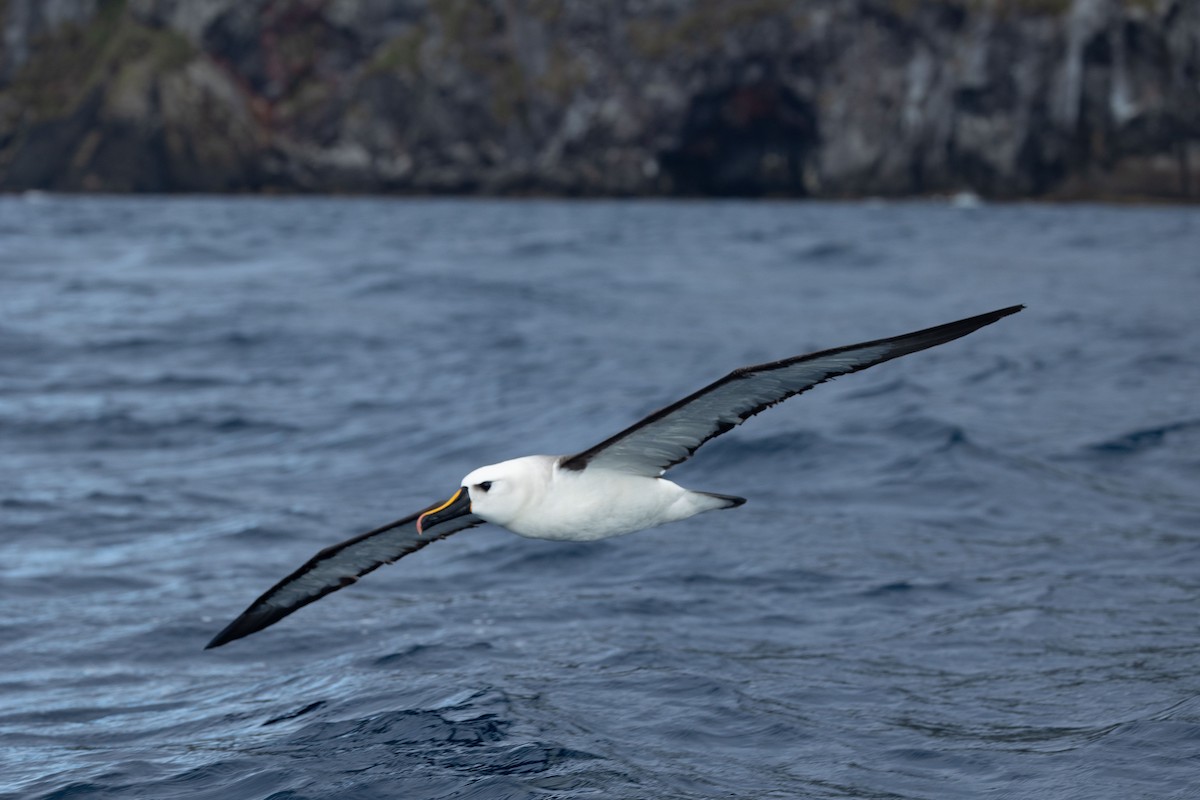 Atlantik Sarı Gagalı Albatrosu - ML549904831
