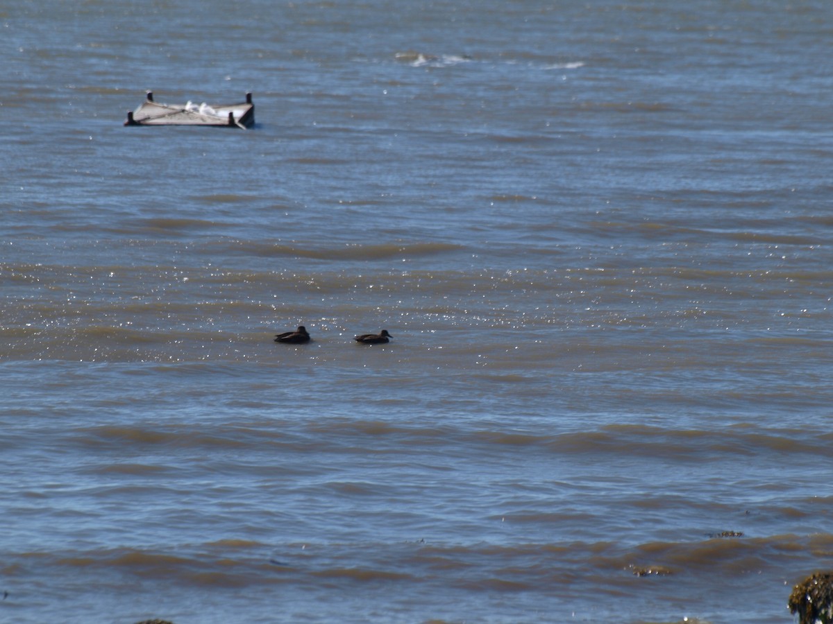 eBird Checklist - 26 Mar 2023 - Guilford -- Shell Beach - 10 species