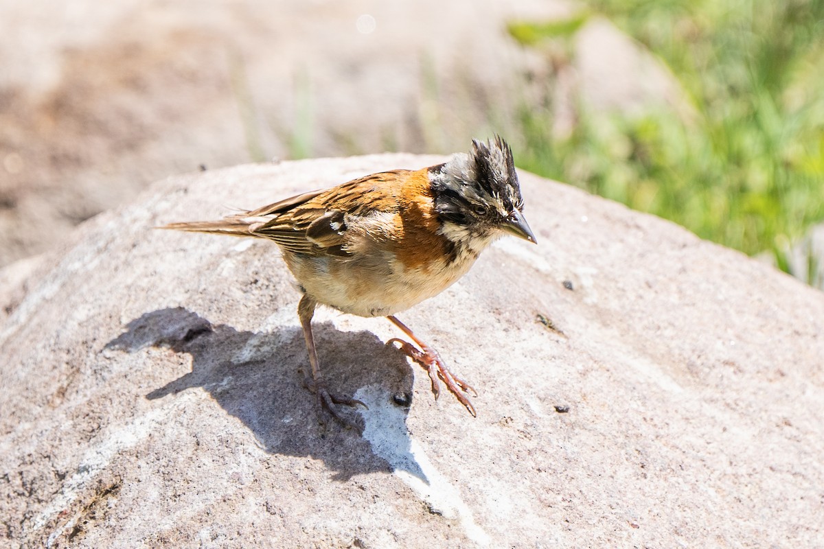 Rufous-collared Sparrow - ML549907981