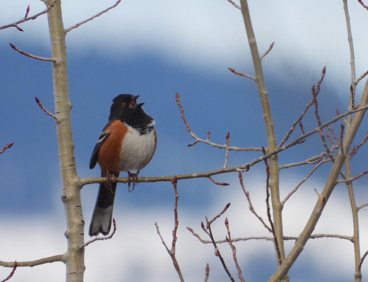 Spotted Towhee - ML549908371