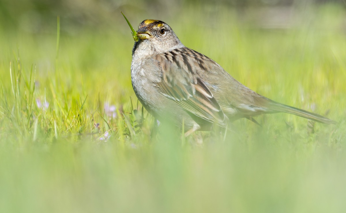 Golden-crowned Sparrow - ML549908631