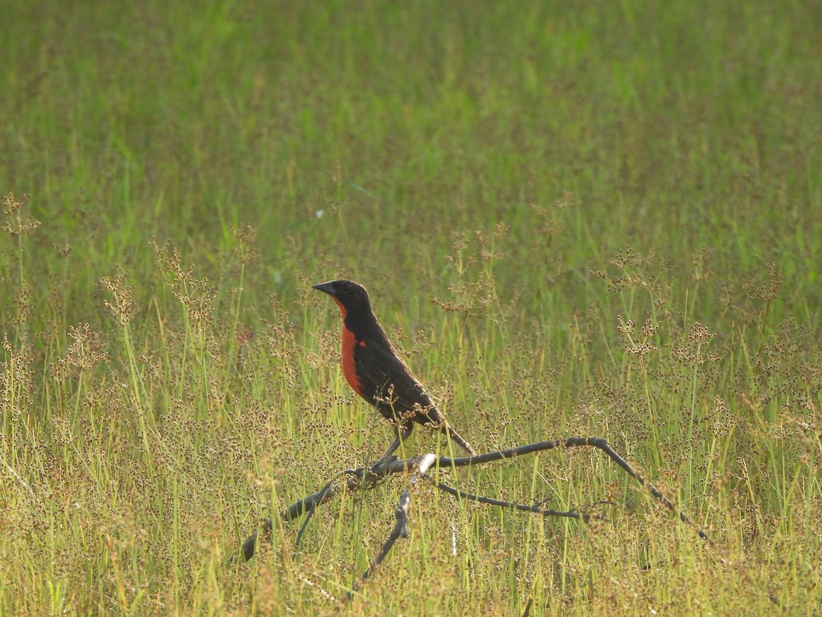Red-breasted Meadowlark - ML549910181