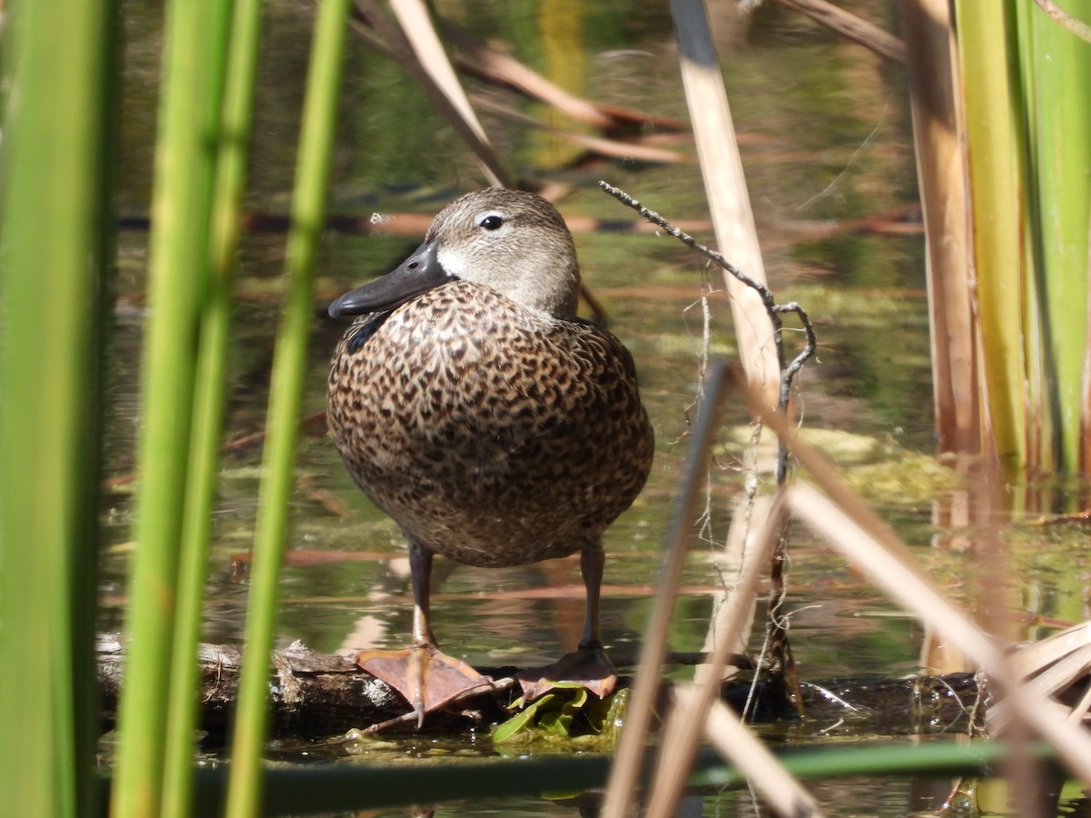 Blue-winged Teal - ML549912731