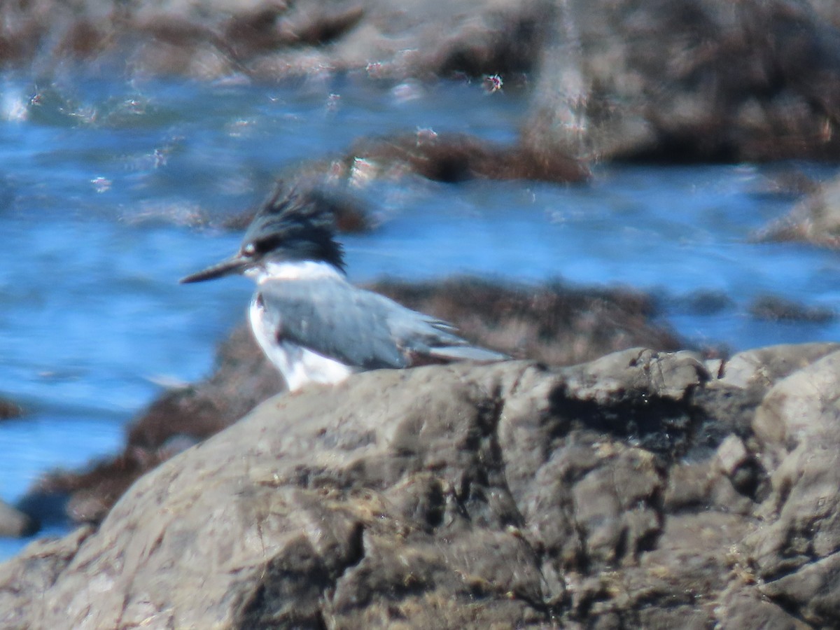 Belted Kingfisher - Kathleen Williams