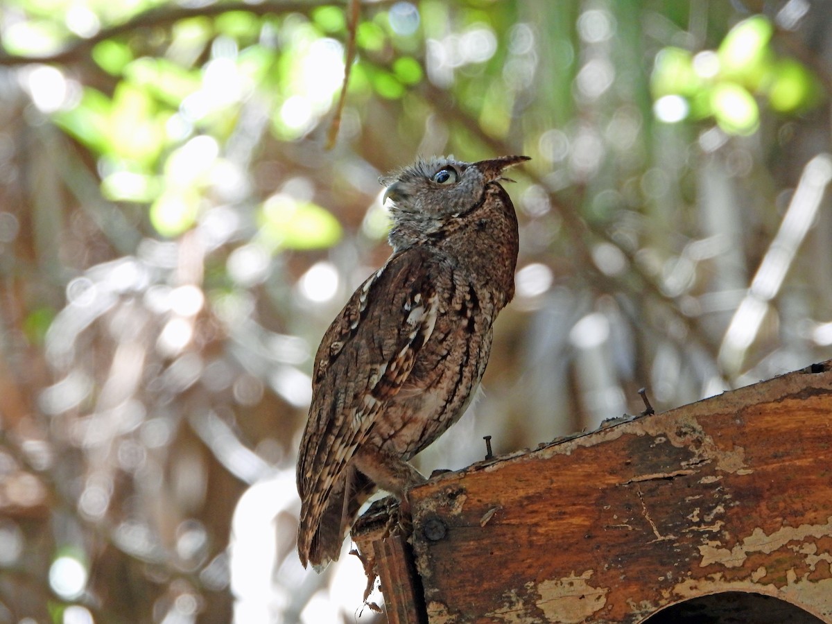 Eastern Screech-Owl - Mark Penkower