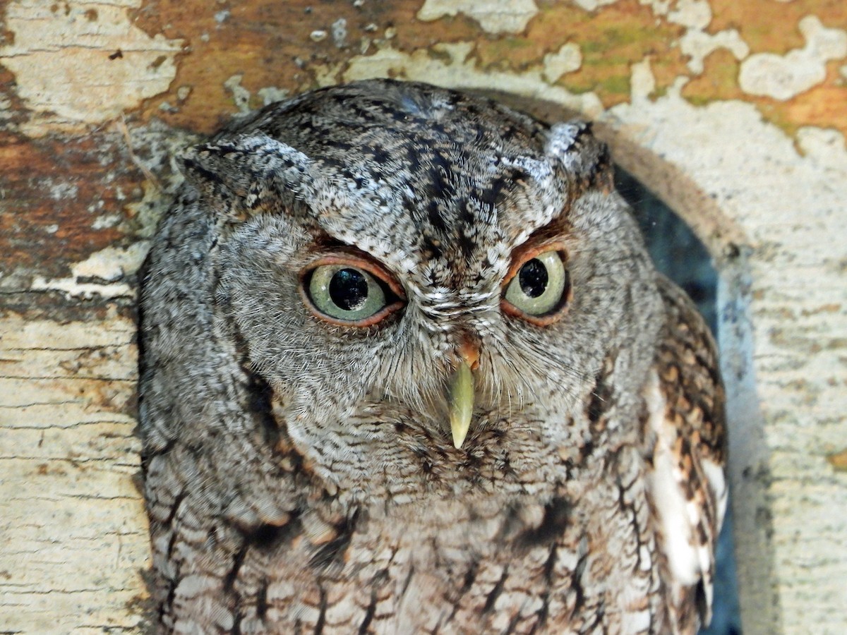 Eastern Screech-Owl - Mark Penkower