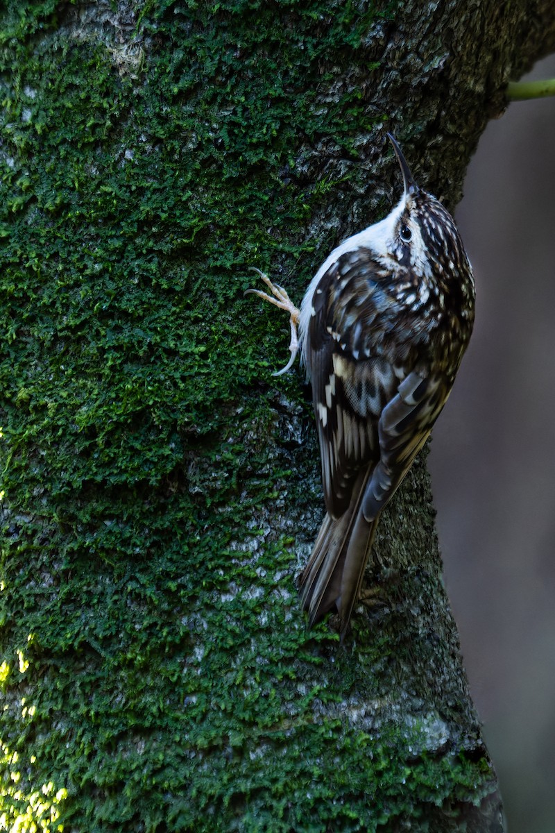 Brown Creeper (occidentalis Group) - ML549916611