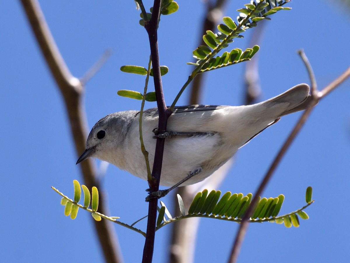 Lucy's Warbler - ML549918901
