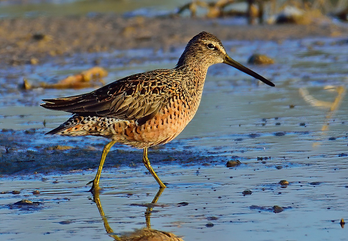Long-billed Dowitcher - ML549921271