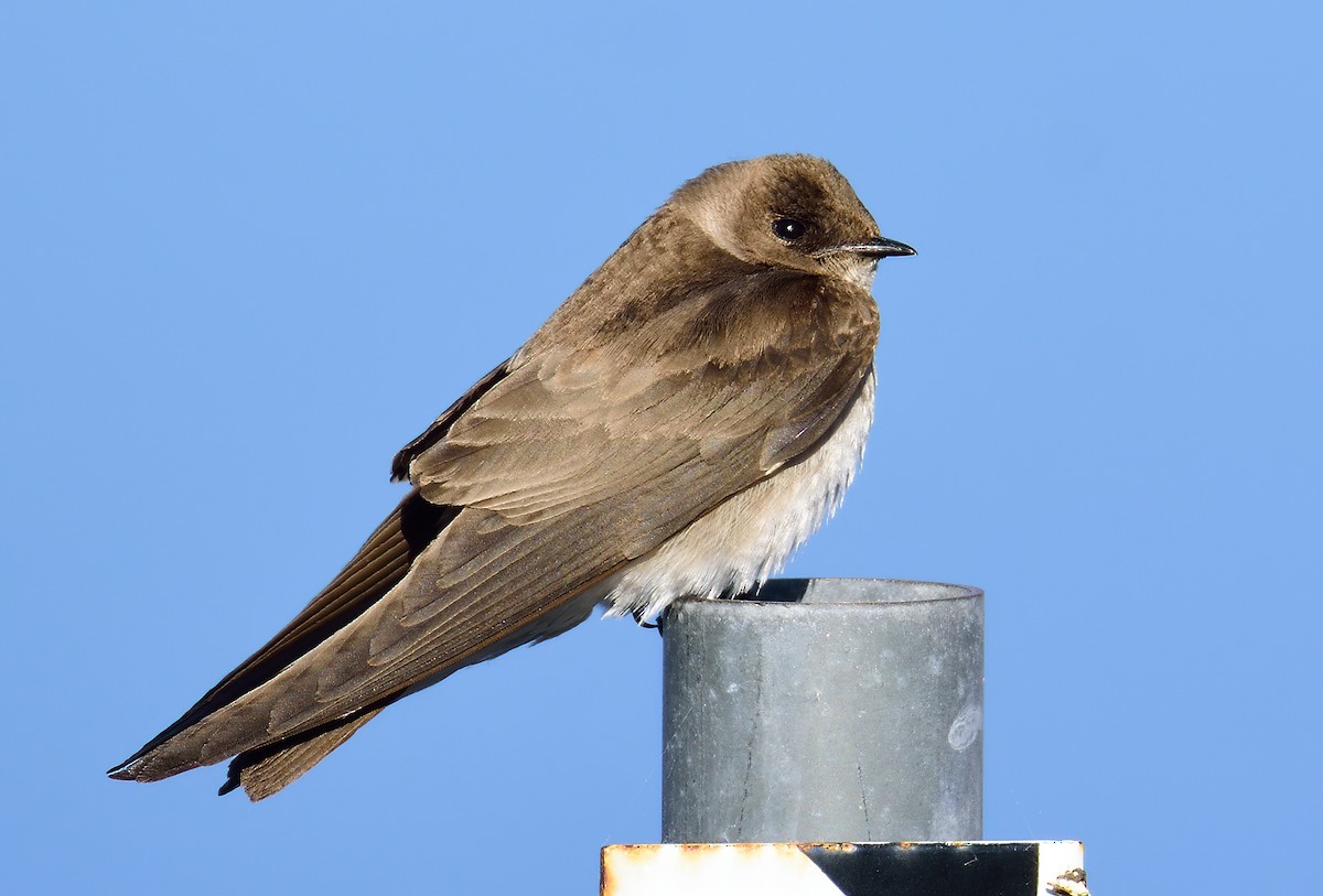 Northern Rough-winged Swallow - ML549921371