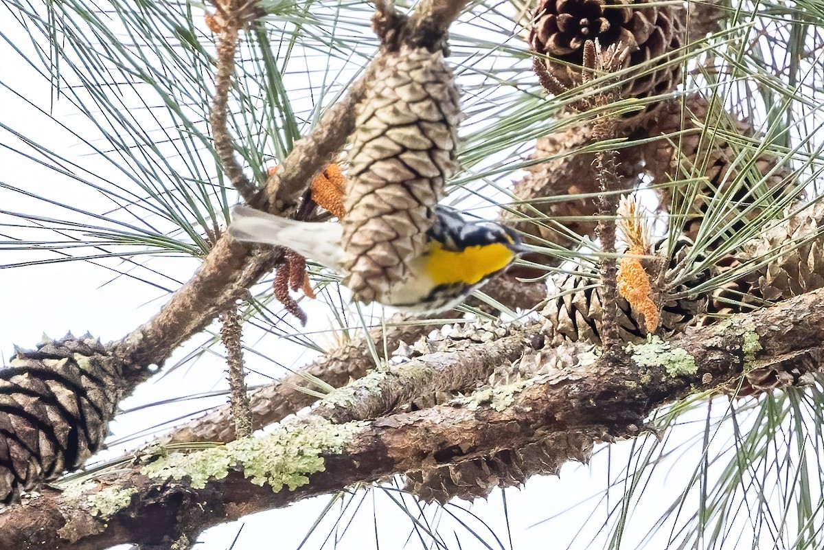 Yellow-throated Warbler - ML549923671